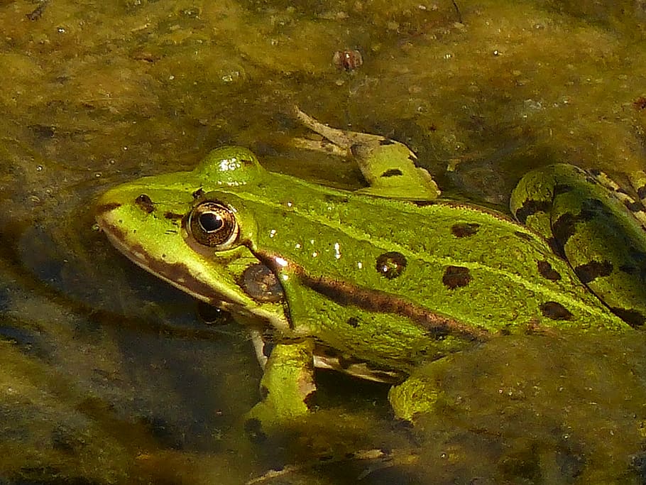 frog, green, close, amphibian, animal, nature, wildlife, green Color HD wallpaper