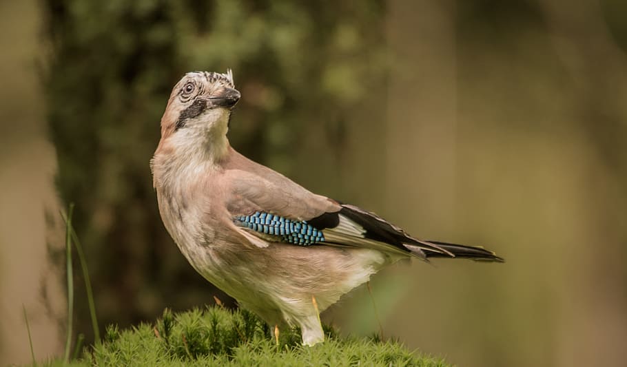 Forest, Bird, Nature, jay, wildlife, animal, feather, beak HD wallpaper