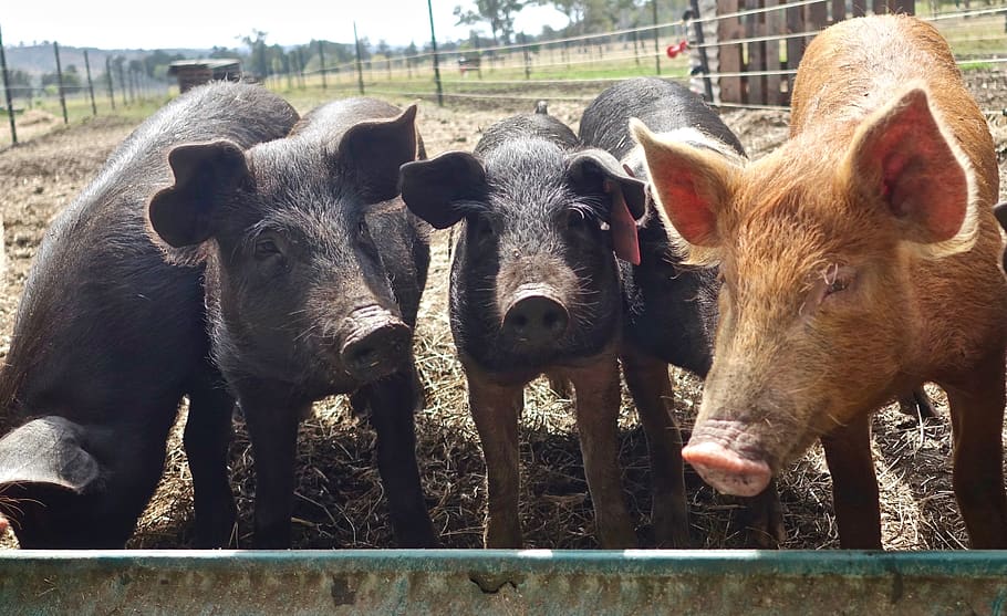 pigs, hogs, animals, snout, swine, boar, pork, livestock, domestic, HD wallpaper
