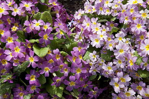 white and purple flower garden, primrose, primula, cowslip HD wallpaper