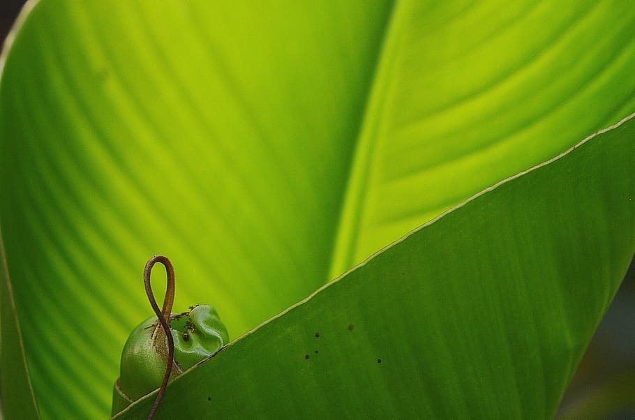 leaf, leaves, colorful, green, macro, nature, background, plant leaves HD wallpaper