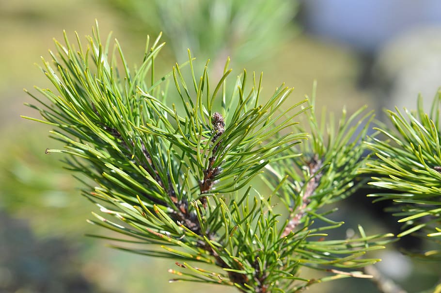 dwarf pine, siberian dwarf pine, conifer, pine green, branch HD wallpaper