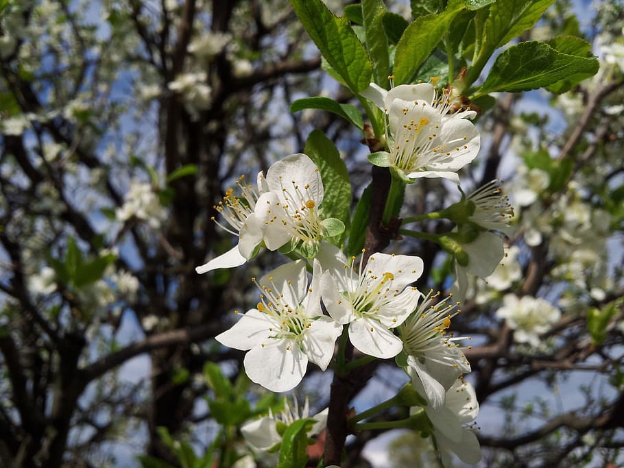 tree, flower, plum, flowering plant, growth, fragility, vulnerability HD wallpaper