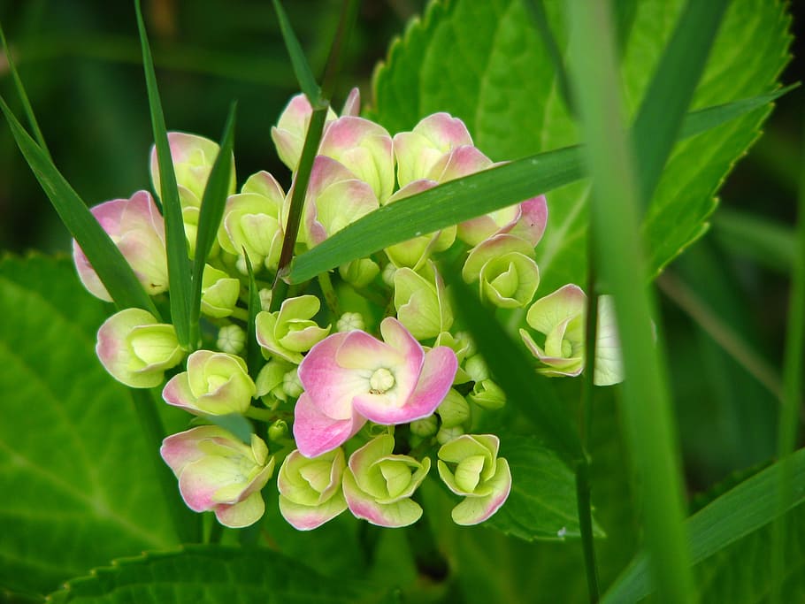hydrangea, bloom, grow, flower, green, pink, nature, garden HD wallpaper