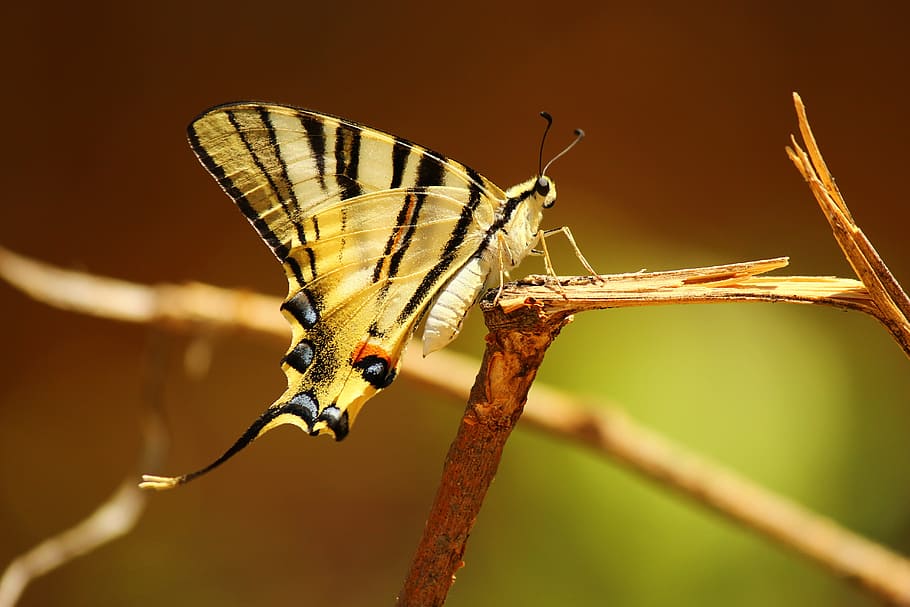 Butterfly, Snagit, Insect, nature, butterfly - Insect, animal HD wallpaper