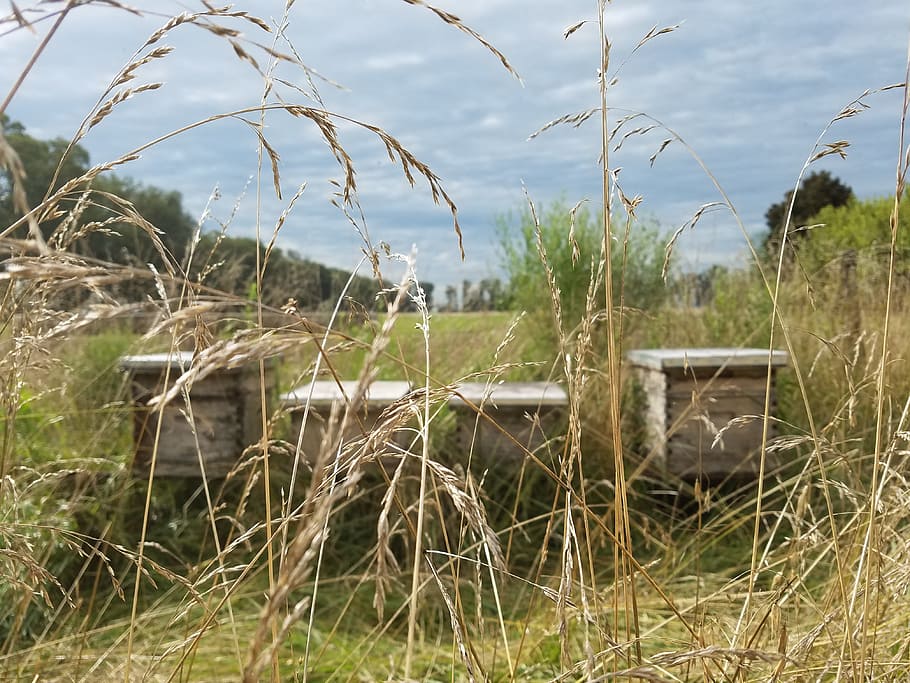Beekeeping, Bees, Field, nature, marram Grass, no People, landscape HD wallpaper