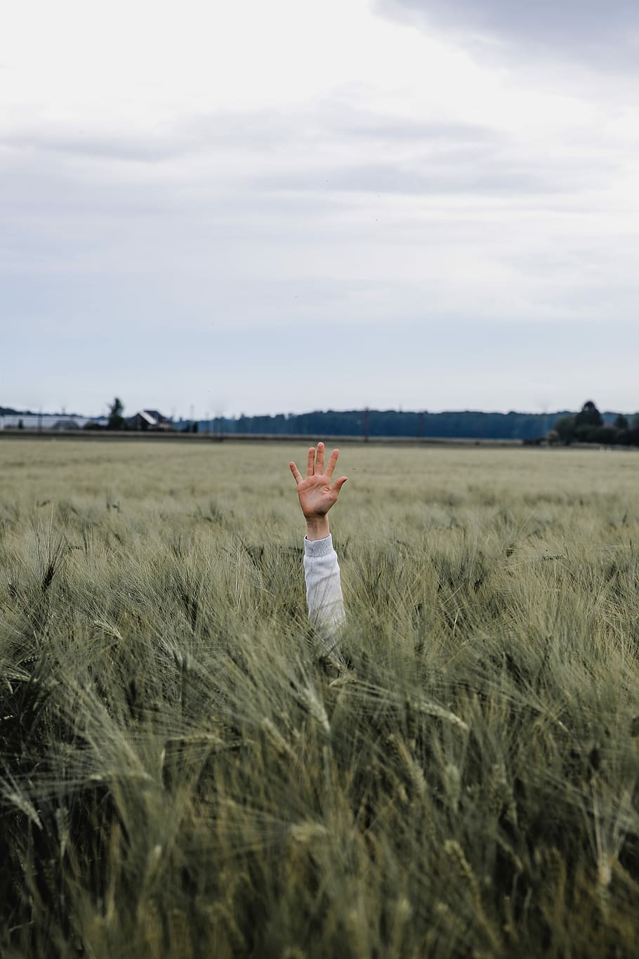 person hand on grass land, person raising hand on field of grass HD wallpaper
