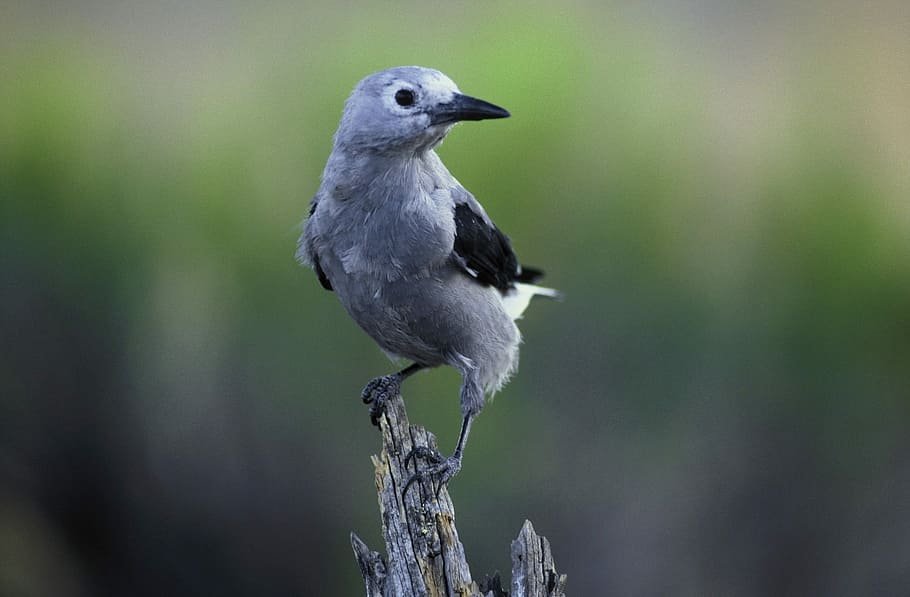 Clark'S Nutcracker, Bird, perched, wildlife, nature, limb, tree HD wallpaper
