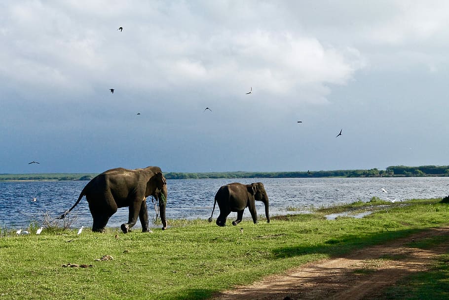 two elephants walking beside body of water during daytime, two elephant walking beside body of water HD wallpaper