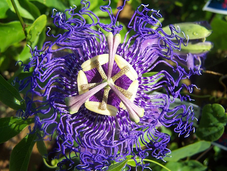 Passiflora, Velvet Blue, Creeper, Hybrid, flower, purple, petal