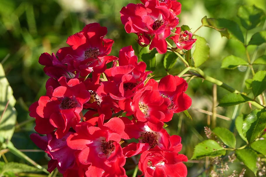 rose, red meidiland, ground cover rose, garden plant, blossom