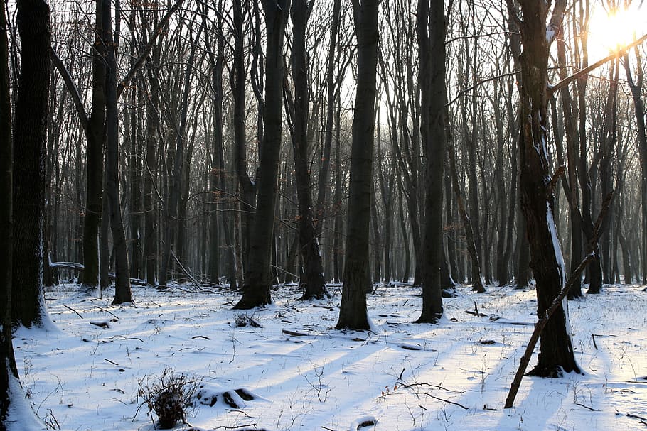 Nature, Winter, Snow, Light, Trees, Walk, sky, gray, high, shadow HD wallpaper