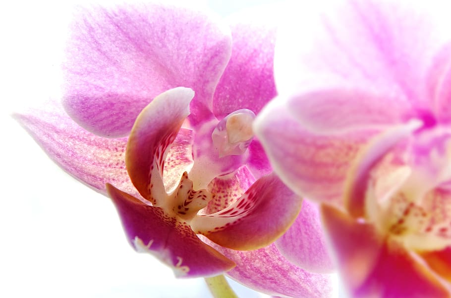 pink moth orchid in bloom, phalaenopsis, white, macro, close