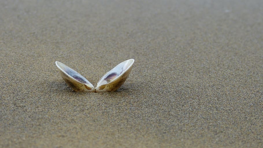 opened sea shell on sand, beach, seashell, stranded, sand beach HD wallpaper