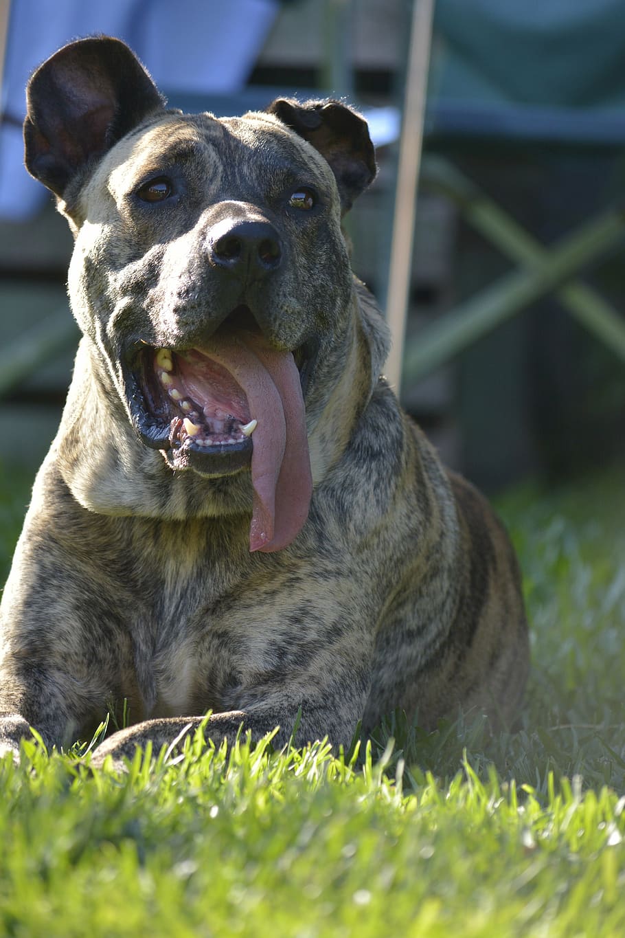 pets, dog, profile dog, one animal, animal themes, mammal, grass HD wallpaper