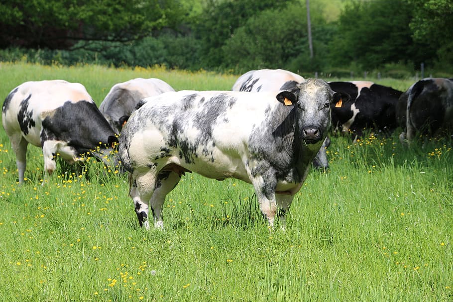 Cows, Animals, Herd, grass, livestock, animal themes, domestic animals HD wallpaper