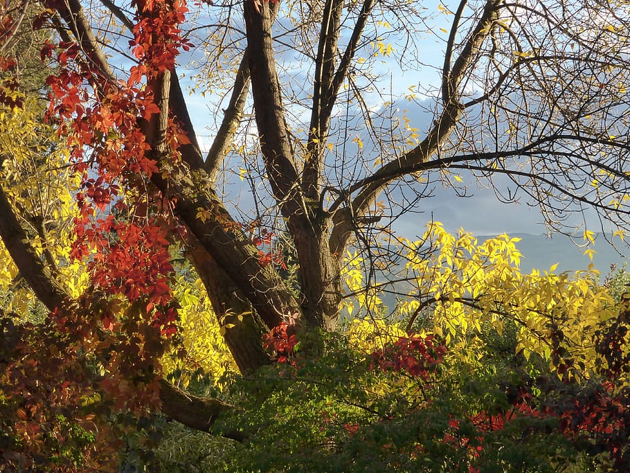 fall, orange, leaves, colors, golden, foliage, autumn, nature HD wallpaper