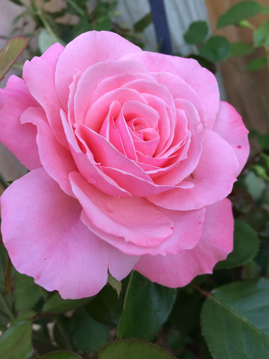 flower, rose, pink, bloom, flowering plant, pink color, beauty in nature HD wallpaper