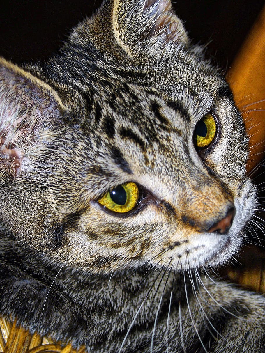 tabby, striped, cat, pet, animal, feline, face, close-up, stripy HD wallpaper