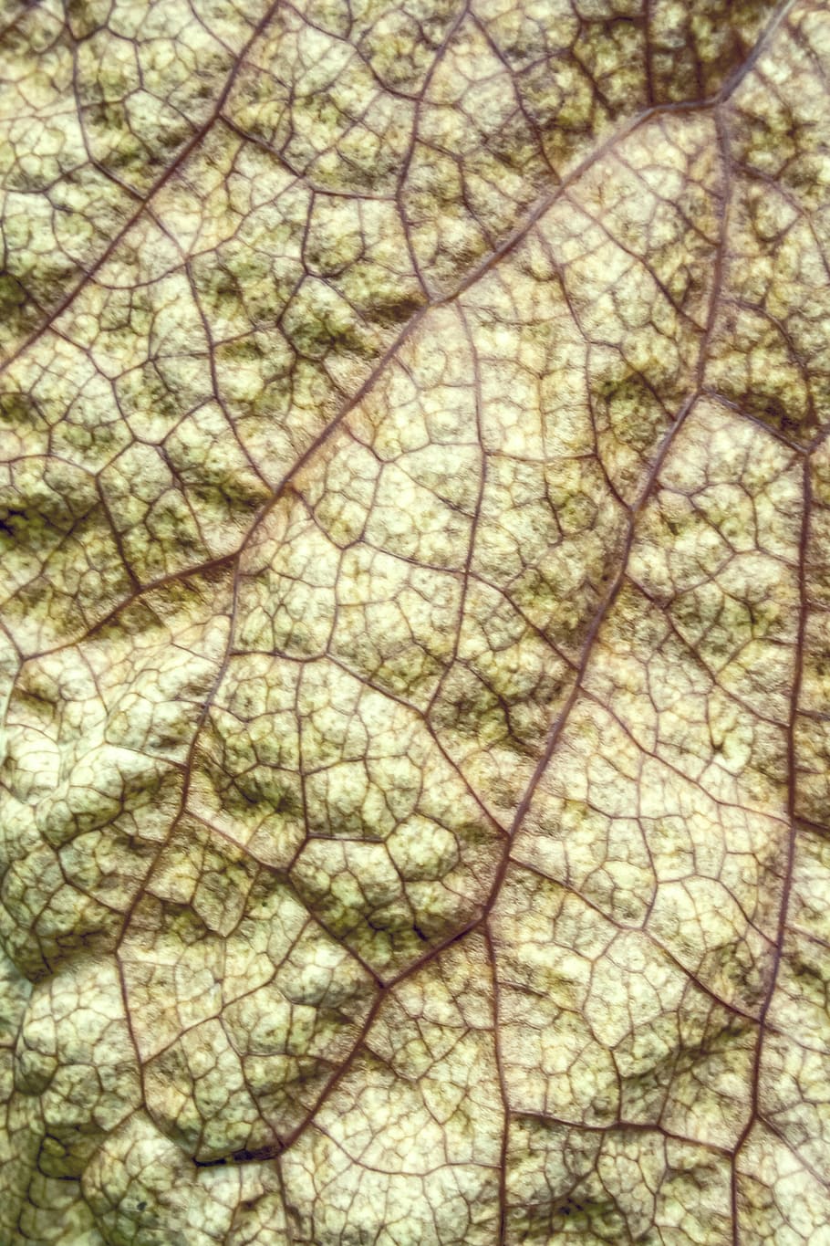 leaf, leaf green, ver, light green, chlorophyll, shine through HD wallpaper