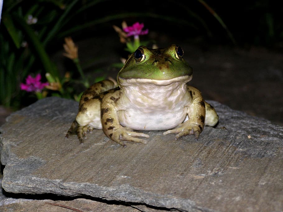 frog, toad, green, amphibian, animal, nature, wildlife, reptile HD wallpaper
