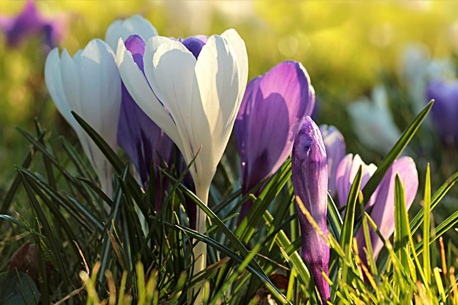 flower, crocus, white, purple, spring, nature, tulip, springtime HD wallpaper