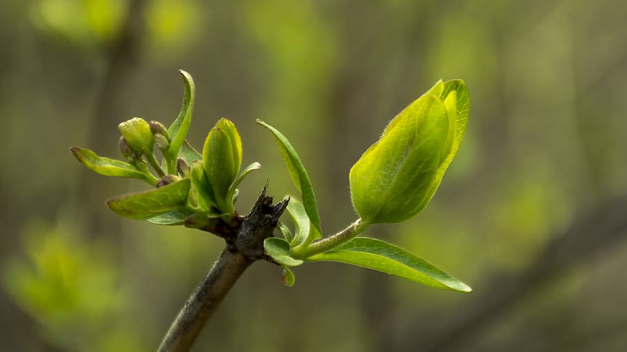 macro, green, nature, sheet, garden, plant, growth, green color HD wallpaper