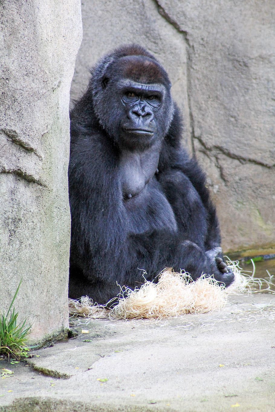 gorilla, are, you, looking, at, me, primate, mammal, one animal