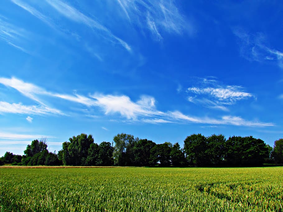 landscape, sky, clouds, blue, nature, beauty, plant, field HD wallpaper