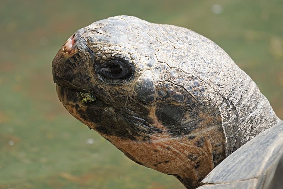 tortoise, galápagos giant tortoise, portrait, animal wildlife