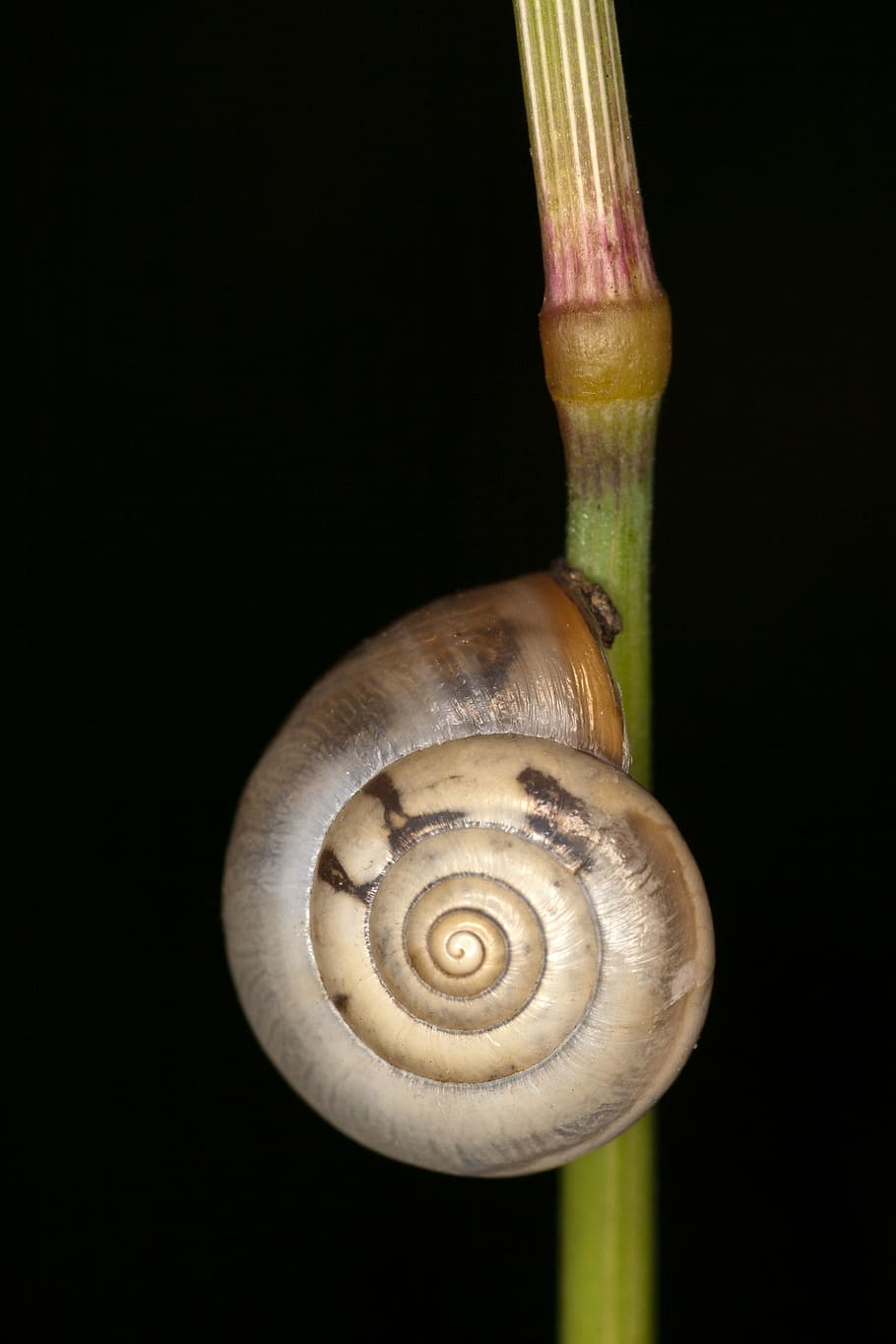 snail, macro, close, halm, grass, black background, studio shot HD wallpaper