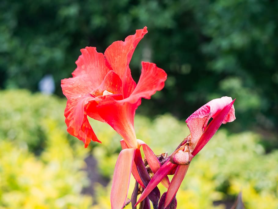 Red Flower in Focus, blur, garden, Flowers, Leaves, Macro, Nature HD wallpaper