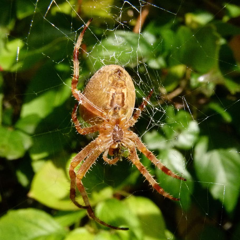 spider web, garden spider, araneus diadematus, spider cross-bearer, HD wallpaper