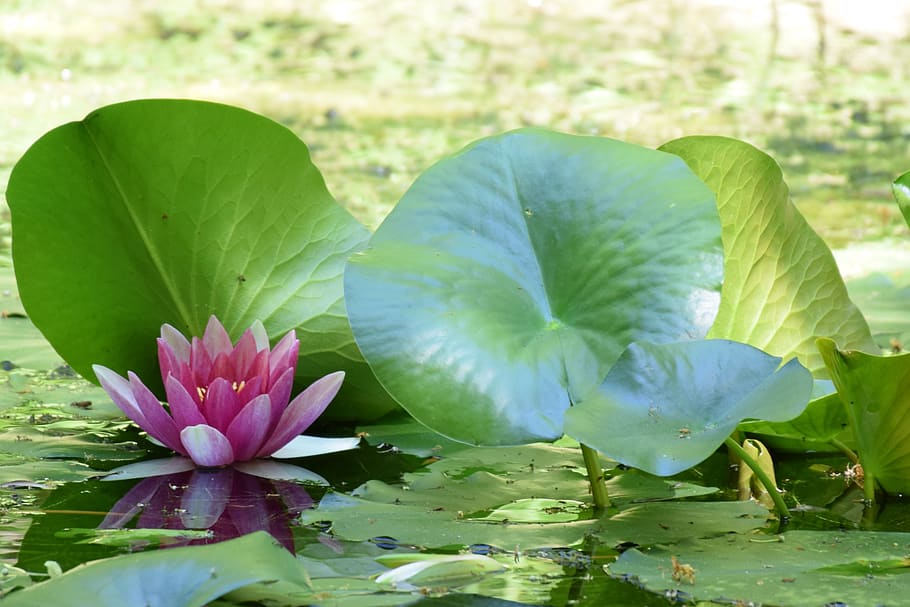nénufars, flower, nature, leaf, water lily, plant, lake, beauty in nature HD wallpaper