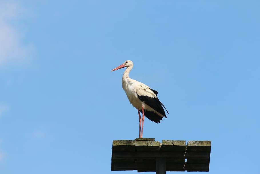 stork, bird, storks, white stork, large beak, white storks HD wallpaper