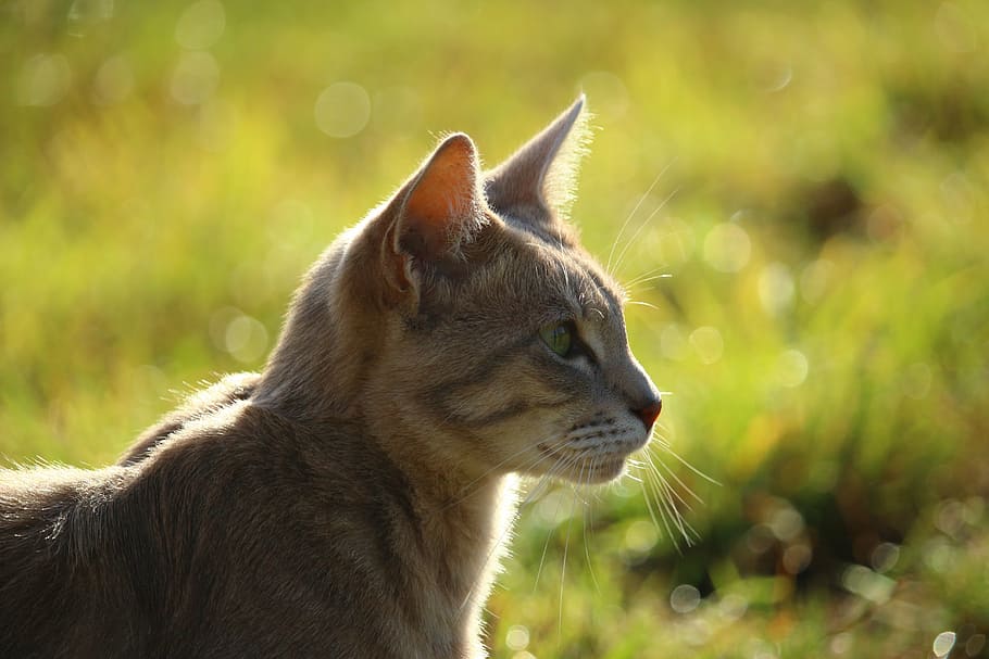 cat, mieze, kitten, mackerel, tiger cat, breed cat, domestic Cat HD wallpaper