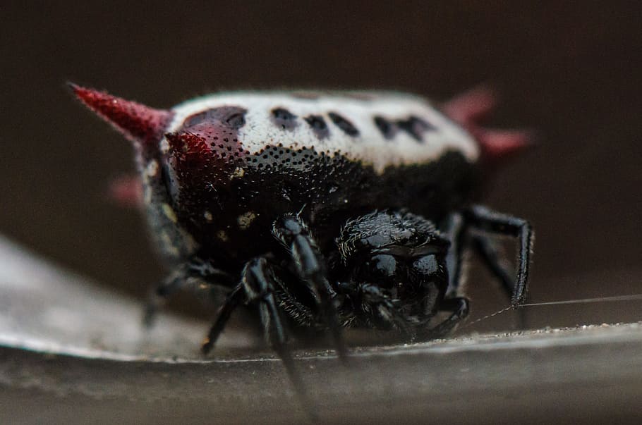 Spider, Insect, Macro, Nature, black, red, one animal, animal themes HD wallpaper