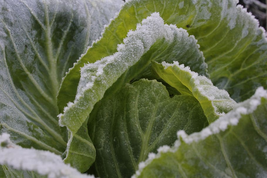 cabbage, greens, blue, leaf, plant part, green color, growth HD wallpaper