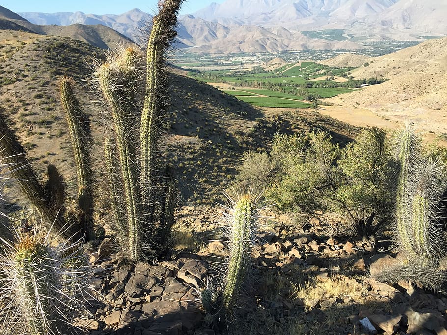 Cactus, Valley, Landscape, nature, no people, mountain, day HD wallpaper