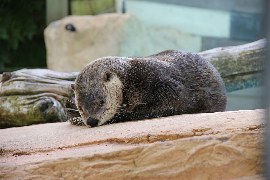 zoo, nature, otter, mammal, animal, animal themes, one animal HD wallpaper