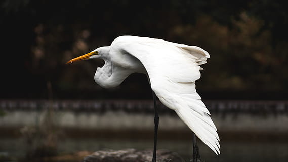 white long legged bird on stone, selective focus photography of crane bird HD wallpaper