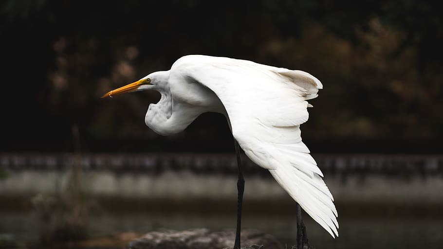 white long legged bird on stone, selective focus photography of crane bird HD wallpaper