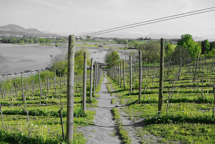 grapevine, vineyard, away, landscape, lake, nature, green, agriculture HD wallpaper