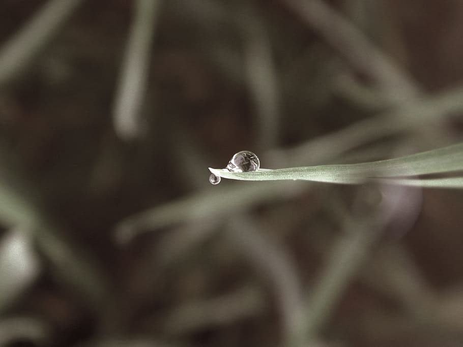Water Drop, Nature, Dew, Raindrop, liquid, bubble, droplet HD wallpaper