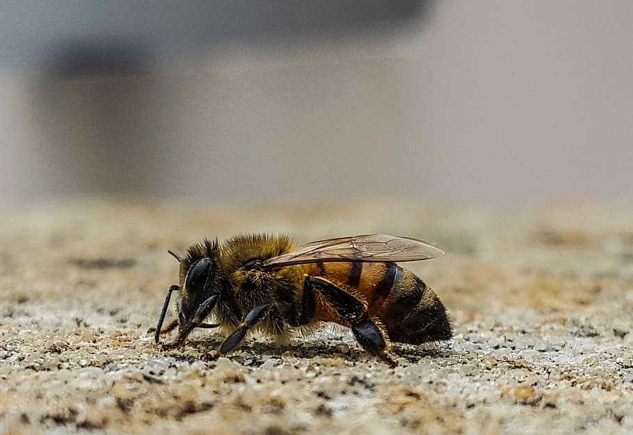 macro, bee, profile, nature, insect, wildlife, animal, invertebrate HD wallpaper