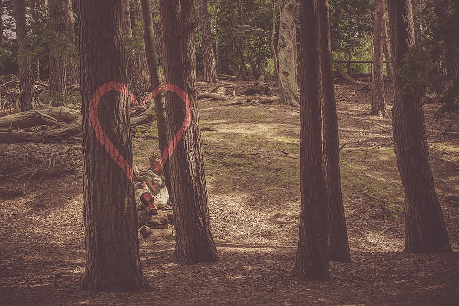 landscape, nature, heart, graffiti, environment, fallen trees HD wallpaper