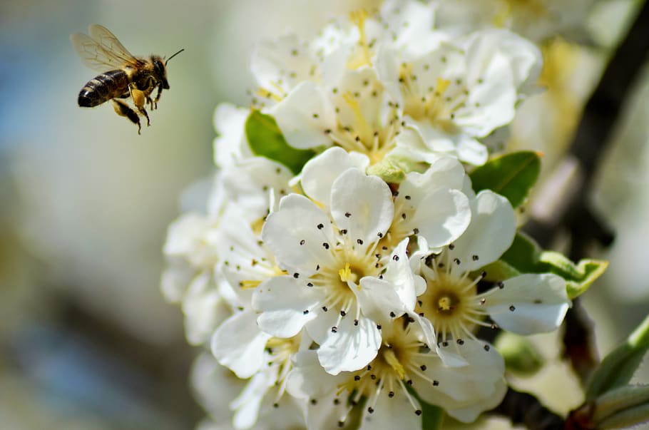 flowers, flowering tree, nature, cherry, spring, white flower HD wallpaper