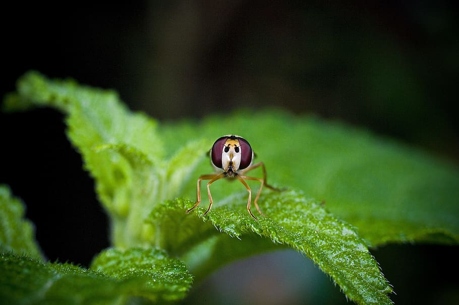 etc, insects, bug, and so on and, wipes, green, makro, affix HD wallpaper