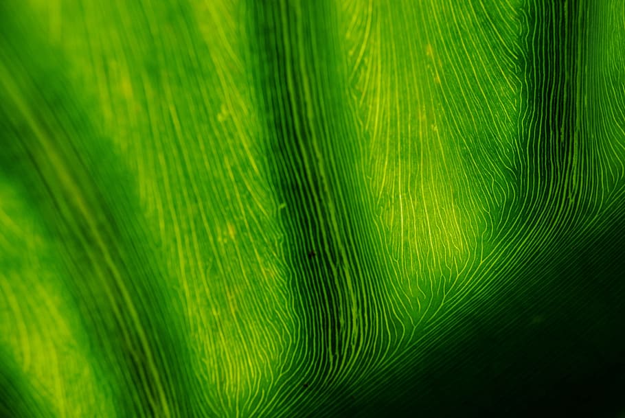 leaf, banana leaf, green, nature, macro, sun, tropical, green color HD wallpaper