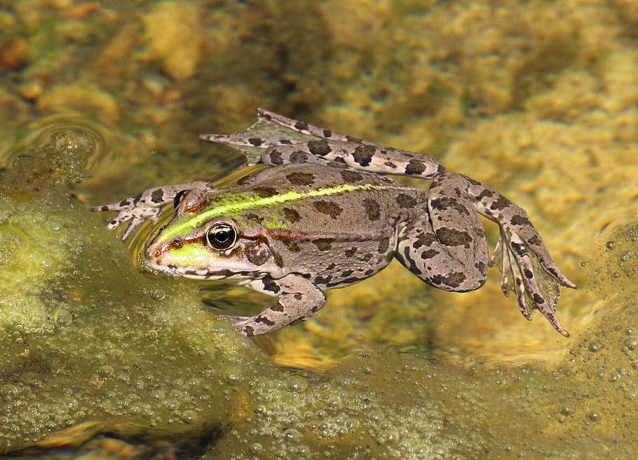 Animal, Frog, Surface, Nature, one animal, animals in the wild HD wallpaper